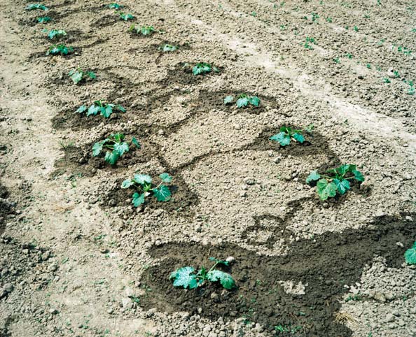 wasserspuren um die liebevoll mit der gießkanne gewässerten pflanzen. // water traces around the succini plants lovingly watered with the watering can. 