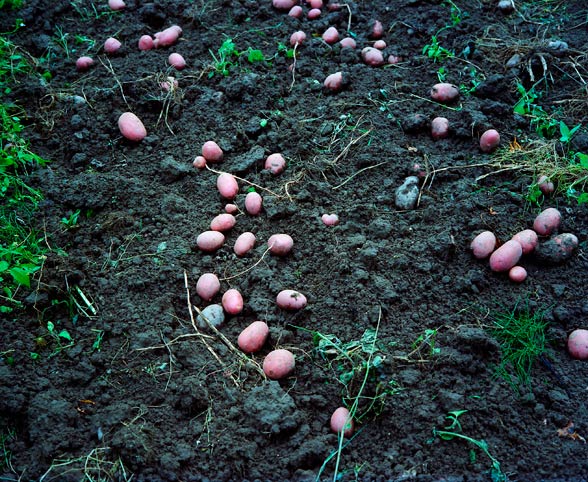 kartoffeln, frisch geerntet // potatoes, freshly harvested